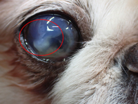角膜上部は融解し始め、眼球内には膿が貯留