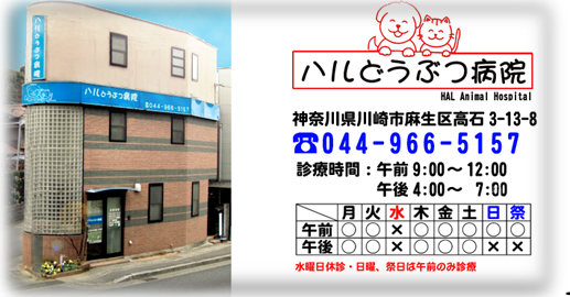 ハルどうぶつ病院トップページ　神奈川県麻生区　犬・猫の目の病気　椎間板ヘルニア